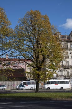 Lisbon city road buses autumn tree 