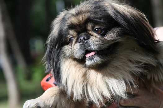 Pekingese dog close up in a park.