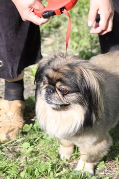 Pekingese dog close up in a park.