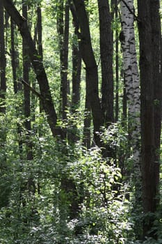 Park with many green trees close up.