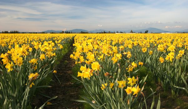 Field of Yellow Daffodils, Pacific Northwest, USA