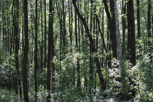 Park with many green trees close up.