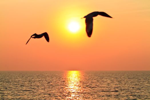 Seagull flying on the sky with sunset