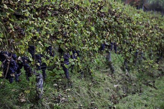 Piemonte: Italian wineyard at the beginning of October