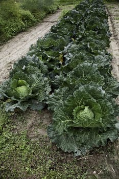 Italian cabbage, cultivated without pesticides in a local farm