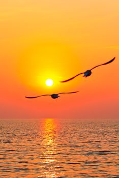 Seagull flying on the sky with sunset