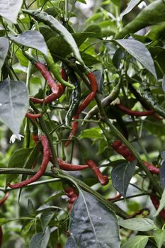 Biological cultivation of red peppers, without pesticides