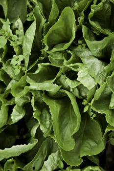 Green biological salad cultivated without pesticides