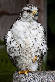 Falcon in a nature reserve, Sutherland, Scotland