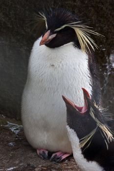 Northern Rockhopper Penguin, Eudyptes moseleyi, is a species of rockhopper penguin.