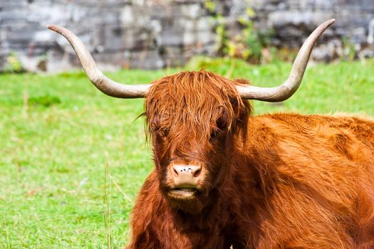 Eating Angus in a field in Sutherland, Scotland.