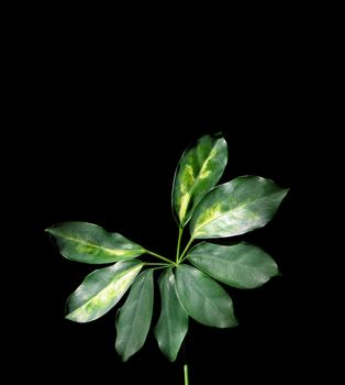 Plant with seven leaves isolated on black