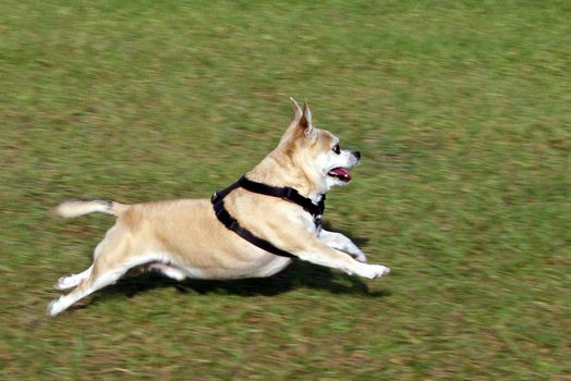 Dog, Pepe, running across the grass, full stretch.