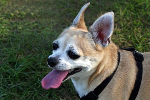 Dog, Pepe, with his tongue out, panting.