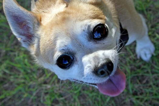 Dog, Pepe, looking up at camera with tongue out.