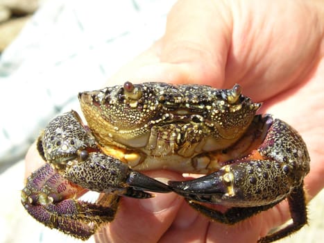 The living crab sits in the hand, after accumulating claws.
