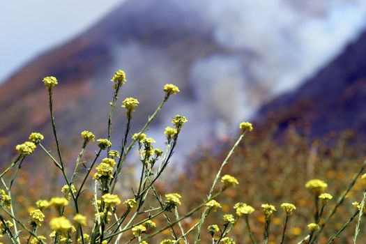 Brush fire in Ventura, California. The fire consumed 25 acres and was quickly controlled by more then 100 firefighters and water dropping helicopters.