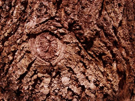 Close-up of a tree with an eye