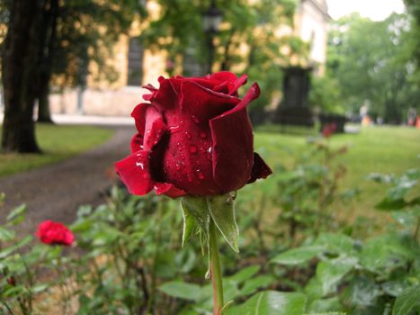 Rosebud outside Hedvig Eleonora church, taken early in the morning after a night with thunder and lightning.