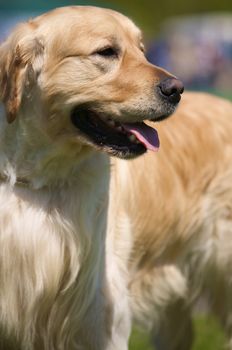 Portrait of Golden Retriever dog