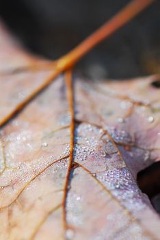 Dewy fallen maple leaf in autumn forest, macro 