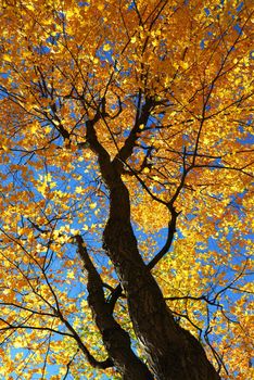 Fall maple trees glowing in sunshine with blue sky background