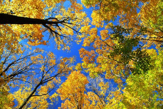 Fall maple trees on a warm autumn day