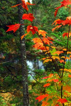 Fall forest with river in the background. Algonquin provincial park, Canada.