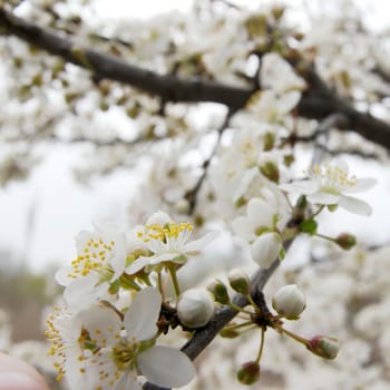 Fresh spring flowers on a tree