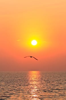 Seagull flying on the sky with sunset