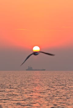 Seagull flying on the sky with sunset