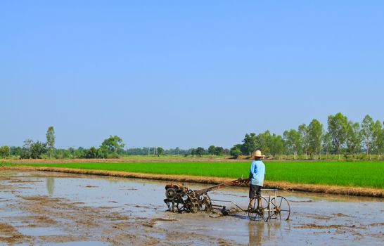 Thai farmer, Plowing to planting rice