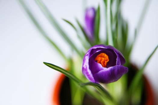 Violect crocus in a pot