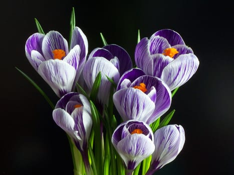 Violet and white Pickwick crocuses on the black background