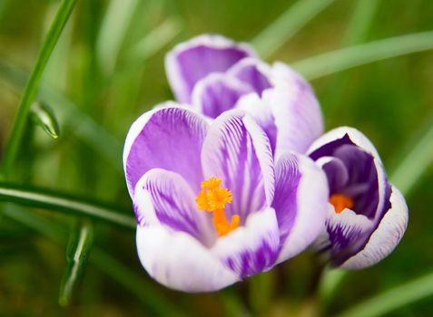 White and violet Pickwick crocus in the grass