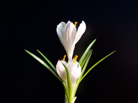 White crocus against black background