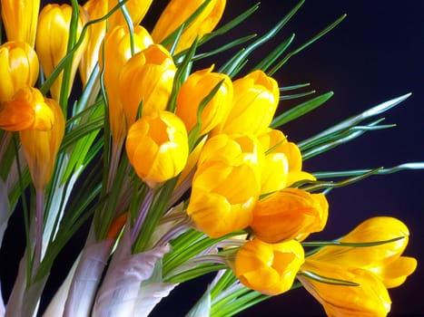 Yellow crocuses on the black background