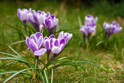 Violet and white crocuses in the grass
