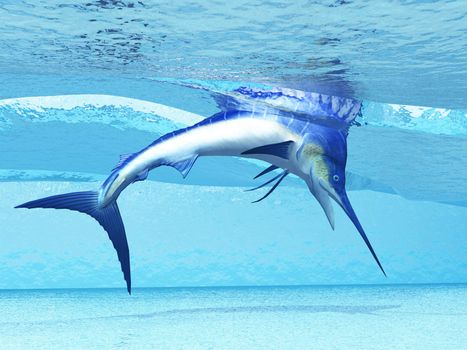 A Marlin dives in shallow waves looking for fish to eat.