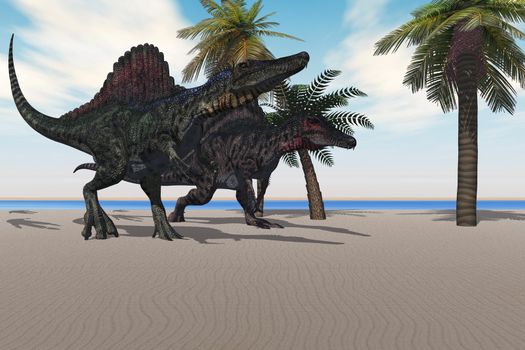 Two Spinosaurus dinosaurs amble down a beach looking for food.