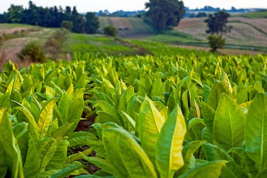 Lines of green tobacco plants on a field