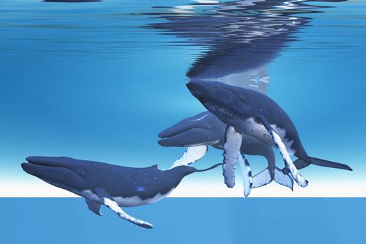 Three Humpback whales rest near the ocean surface.