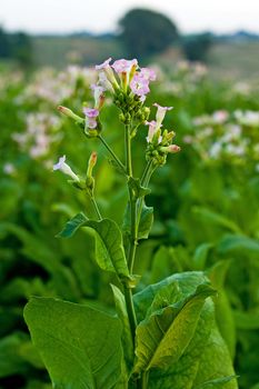 Lines of green tobacco plants on a field