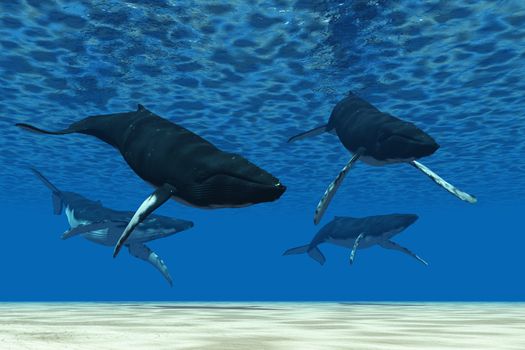 A group of Humpback whales swim in ocean shallows.