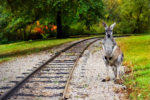Kangaroo at the railroad racks looking as if it is ready to catch a ride on the next train
