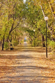 scenic view colorful autumn pathway in the park