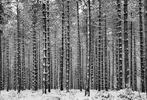 A contrasty black and white image of a snow covered pine forest in kent uk.
taken in december 2010