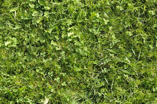 Wild grass texture that perfectly loop horizontally and vertically