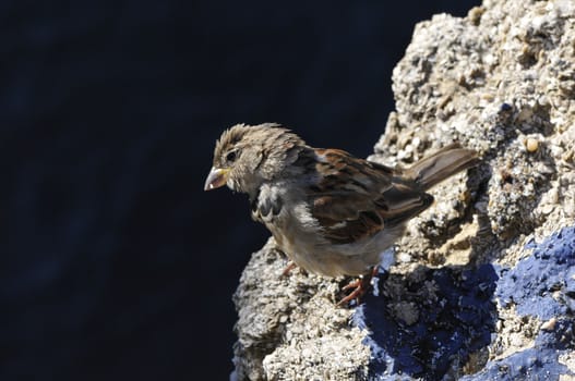 Close-up on a little sparrow on a rock