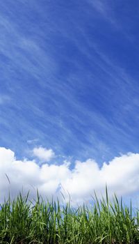 Green grass with blue sunny sky background.